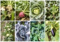 Fresh, organic fruits and vegetables agriculture collage. Harvest Royalty Free Stock Photo