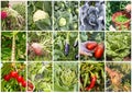 Fresh, organic fruits and vegetables agriculture collage. Harvest Royalty Free Stock Photo