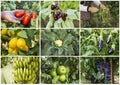 Fresh, organic fruits and vegetables agriculture collage. Harvest