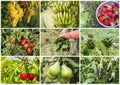 Fresh, organic fruits and vegetables agriculture collage. Harvest