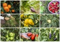 Fresh, organic fruits and vegetables agriculture collage. Harvest Royalty Free Stock Photo