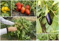 Fresh, organic fruits and vegetables agriculture collage. Harvest Royalty Free Stock Photo