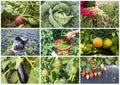 Fresh, organic fruits and vegetables agriculture collage. Harvest Royalty Free Stock Photo