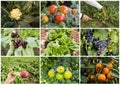 Fresh, organic fruits and vegetables agriculture collage. Harvest Royalty Free Stock Photo