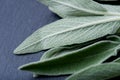 Fresh Organic Garden or Common Sage Salvia officinalis leaves on natural stone. Lamiaceae mint family.