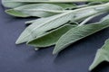 Fresh Organic Garden or Common Sage Salvia officinalis leaves on natural stone. Lamiaceae mint family.