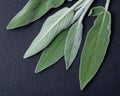 Fresh Organic Garden or Common Sage Salvia officinalis leaves on natural stone. Lamiaceae mint family.