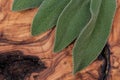 Fresh Organic Garden or Common Sage Salvia officinalis leaves on natural wood. Lamiaceae mint family.