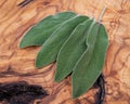 Fresh Organic Garden or Common Sage Salvia officinalis leaves on natural wood. Lamiaceae mint family.