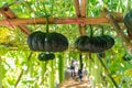 Fresh and organic giant green pumpkins hanging down from the bamboo arch in pumpkin ornament, Japanese squash vegatable farm Royalty Free Stock Photo