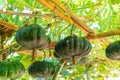 Fresh and organic giant green pumpkins hanging down from the bamboo arch in pumpkin ornament, Japanese squash vegatable farm Royalty Free Stock Photo