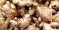 Fresh organic ginger. View from above. It a lot of spicy. Health. Spices. Lots of ginger root. Harvest ginger. Ginger root is