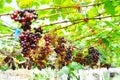 Fresh organic grape plantation in vineyard, agriculture and food