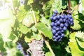 Fresh organic grape on vine branch Royalty Free Stock Photo