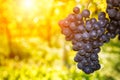 Fresh organic grape on vine branch Royalty Free Stock Photo