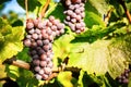 Fresh organic grape on vine branch Royalty Free Stock Photo