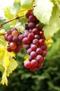 Fresh organic grapes Royalty Free Stock Photo