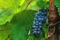 Fresh organic grapes Royalty Free Stock Photo