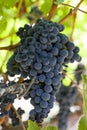 Fresh Organic Grapes in a Vineyard Royalty Free Stock Photo