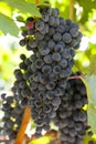 Fresh Organic Grapes in a Vineyard Royalty Free Stock Photo