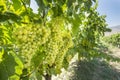 Fresh Organic Grapes, Vineyards. Turkey / Izmir / Foca
