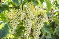 Fresh organic grapes, vineyards. Turkey / Izmir / Foca Royalty Free Stock Photo