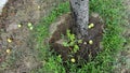 Fresh organic green apples on the tree branch Royalty Free Stock Photo