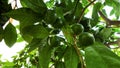 Fresh organic green apples on the tree branch Royalty Free Stock Photo