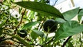 Fresh organic green apples on the tree branch Royalty Free Stock Photo