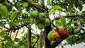 Fresh organic green apples on the tree branch Royalty Free Stock Photo