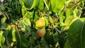 Fresh organic green apples on the tree branch Royalty Free Stock Photo