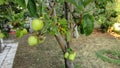 Fresh organic green apples on the tree branch Royalty Free Stock Photo