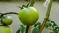 Fresh organic green apples on the tree branch Royalty Free Stock Photo