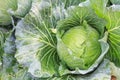 Fresh organic green big cabbage vegetables salad in farm for health, food and agriculture concept design Royalty Free Stock Photo