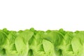 Fresh Organic Green Butter head Lettuce vegetable or Salad vegetable  hight  vitamin,nutrition isolated horizontal on white back Royalty Free Stock Photo