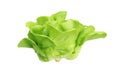 Fresh Organic Green Butter head Lettuce vegetable or Salad vegetable  hight  vitamin,nutrition isolated on white back ground close Royalty Free Stock Photo