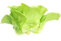 Fresh Organic Green Butter head Lettuce vegetable or Salad vegetable  hight  nutrition isolated on white back ground close-up Royalty Free Stock Photo