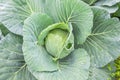 Fresh organic green cabbag in the garden Royalty Free Stock Photo