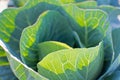 Fresh Organic Green Cabbage in the Vegetable Garden Royalty Free Stock Photo