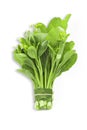 Fresh organic green choy sum or bok choy on white isolated background with clipping path in vertical. Choy sum is popular Royalty Free Stock Photo