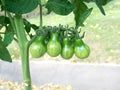 Fresh organic green eggplant vegetable growing in garden Royalty Free Stock Photo