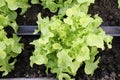 Fresh organic green leaf Lettuce salad vegetable including Green oak Lettuce spring growing in farmland close up background Royalty Free Stock Photo