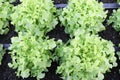 Fresh organic green leaf Lettuce salad vegetable including Green oak Lettuce spring growing in farmland close up background Royalty Free Stock Photo