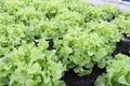 Fresh organic green leaf Lettuce salad vegetable including Green oak Lettuce spring growing in farmland close up background Royalty Free Stock Photo