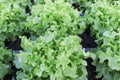 Fresh organic green leaf Lettuce salad vegetable including Green oak Lettuce spring growing in farmland close up background Royalty Free Stock Photo