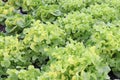 Fresh organic green leaf Lettuce salad vegetable including Green oak Lettuce spring growing in farmland close up background Royalty Free Stock Photo