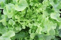 Fresh organic green leaf Lettuce salad vegetable including Green oak Lettuce spring growing in farmland close up background Royalty Free Stock Photo