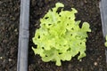 Fresh organic green leaf Lettuce salad vegetable including Green oak Lettuce spring growing in farmland close up background Royalty Free Stock Photo