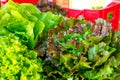 Fresh organic green lettuce leaf vegetable ready to eat in salad Royalty Free Stock Photo