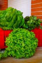 Fresh organic green lettuce leaf vegetable ready to eat in salad Royalty Free Stock Photo